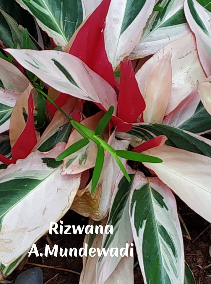 Garden Care Simplified Excoecaria cochinchinensis Bicolour Variegated