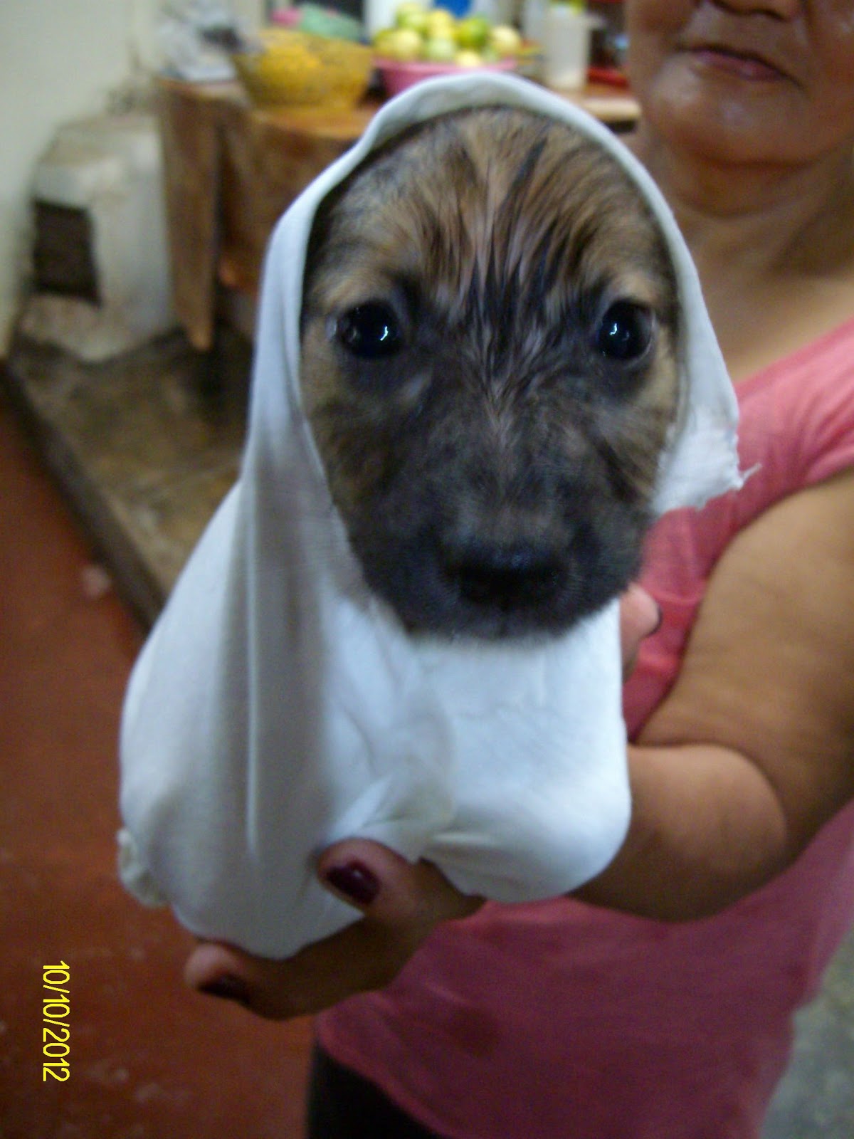 Doggy unser Hund Impressions of Davao