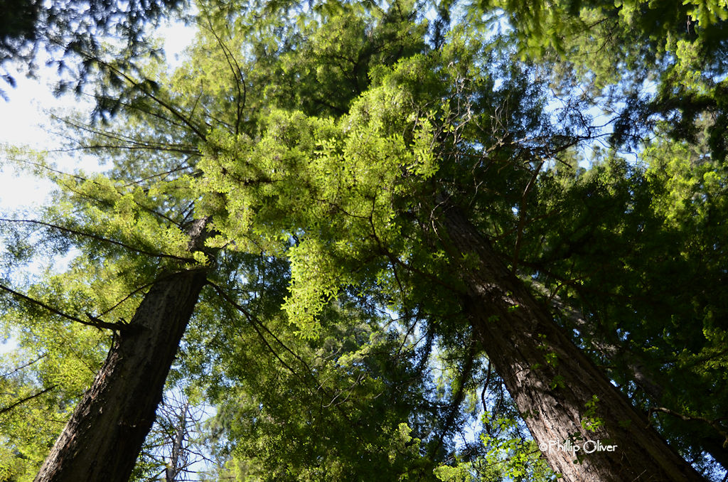 The Redwoods (Northern California)