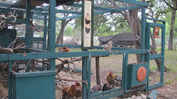 chicken coop bliss herban alot shade trees