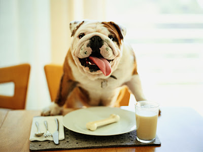 Izbalansirana ishrana psa