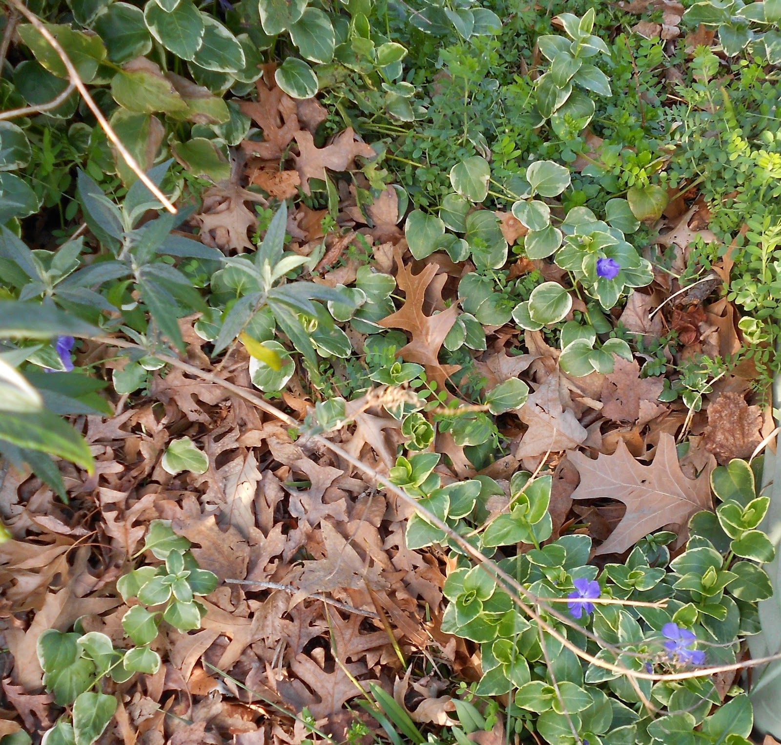 Still Waters--Notes from a Virginia Shire: Flowers in the Air