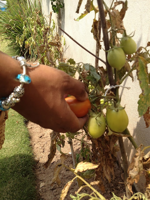 Hand picking a tomato from the vine. 