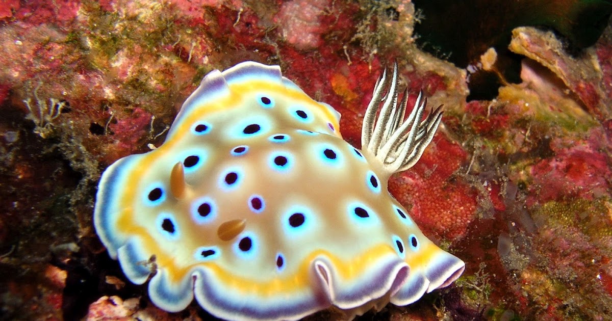 Голожаберный моллюск голубой дракон. Морской голожаберный моллюск. Голожаберный моллюск немброта кубараяна. Голожаберные моллюски риф. Полярис голожаберный моллюск.