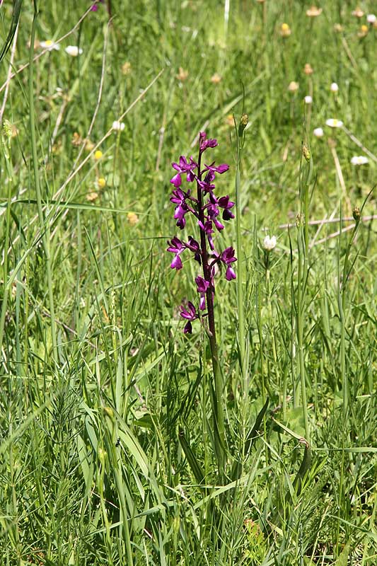 Flora hellenica Anacamptis laxiflora