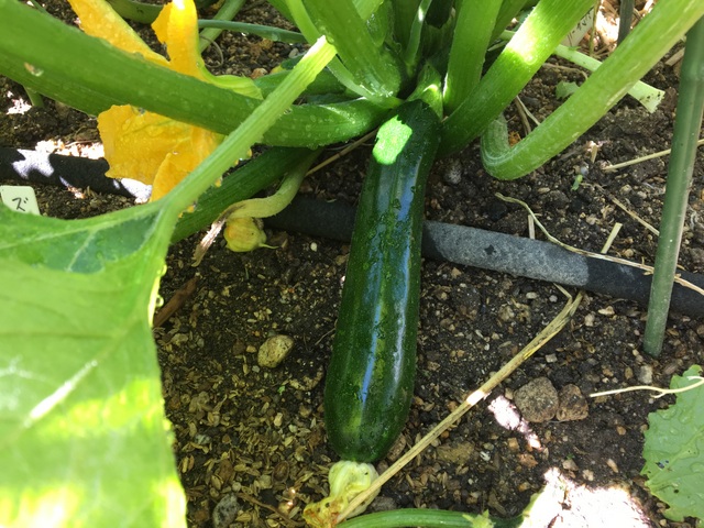 山とランニングの日記 週末ハーブ栽培 ズッキーニ