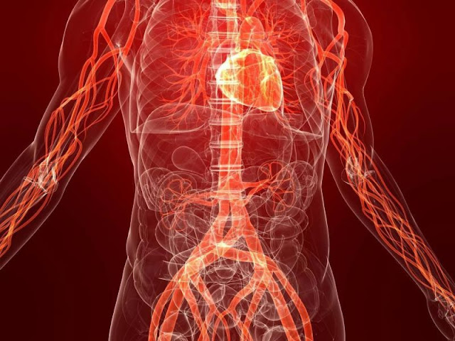 Struktur dan Fungsi sistem Peredaran darah Secara Lengkap