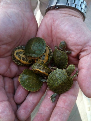 Human holding Red Eared Slider babies
