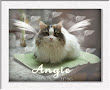 Angels Angie and Beau Beau  - Original Blogging cats