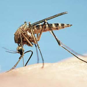 HIDUP MESTI DITERUSKAN: 10 PENEMUAN PERUBATAN 2011