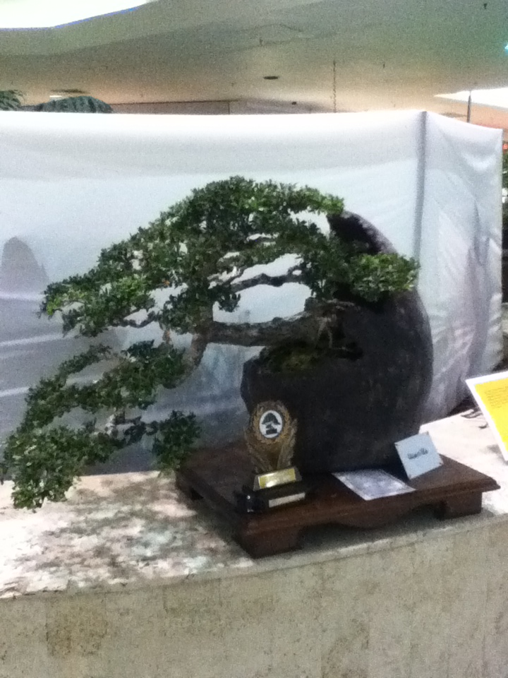 PUERTO RICO GALLERY Bonsai de Puerto Rico