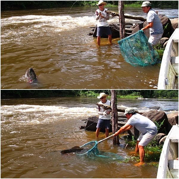ANGLING WORLD 魔魚釣界: The Exotic Amazon Game Fish - Aimara