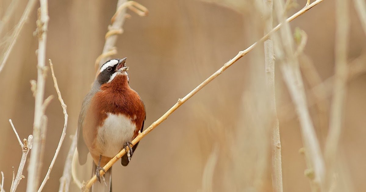 mis fotos de aves Poospiza whitii Sietevestidos Serrano Blackand