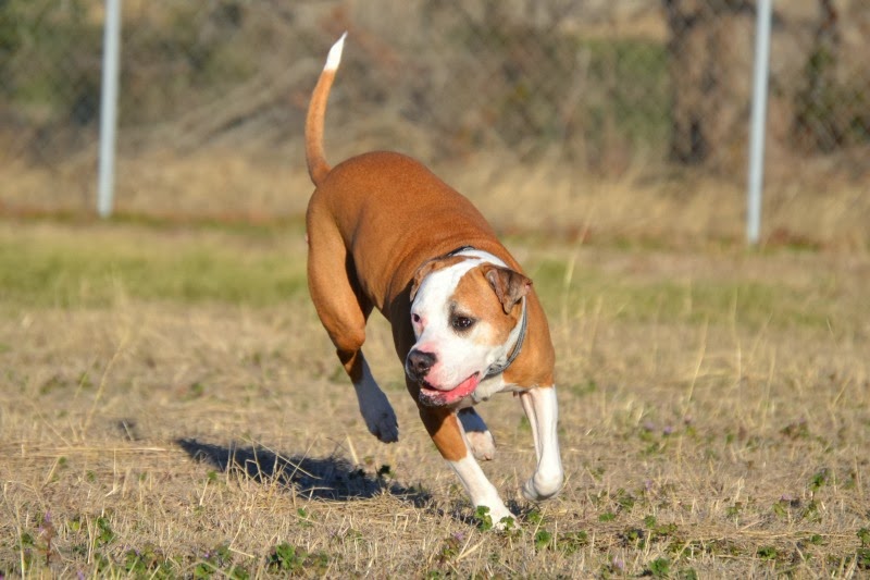 Dog In Motion Pawsitively Pets