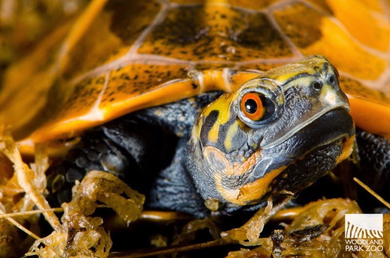 Box turtle hatching caught on camera