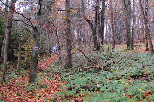 Leśna ścieżka wprowadzająca na grzbiet Popowych Wierchów.