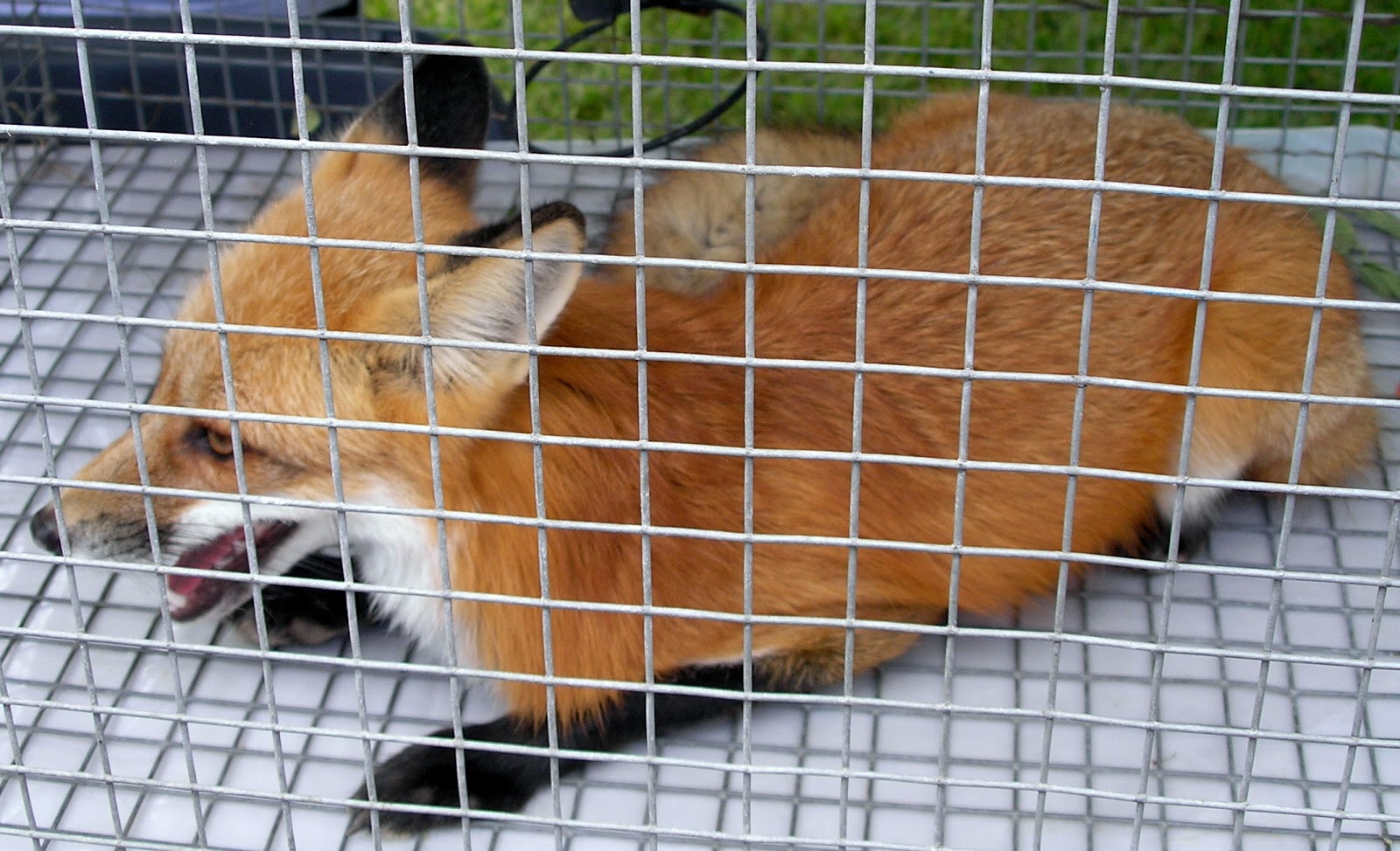 Travel with the Slivas Louisiana Bayou NWR