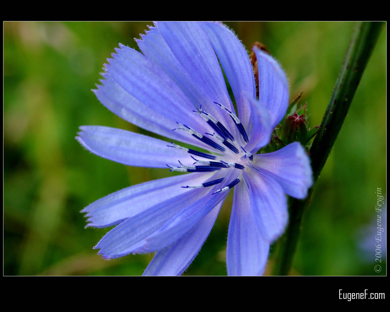 Blue Flower | Okay Wallpaper
