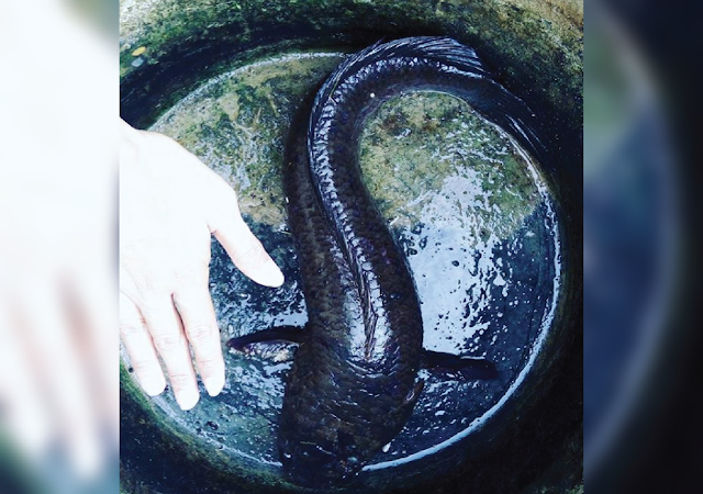 Ikan gabus sudah siap menghasilkan pundi-pundi uang