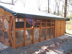 chickens community coops cool compound chick