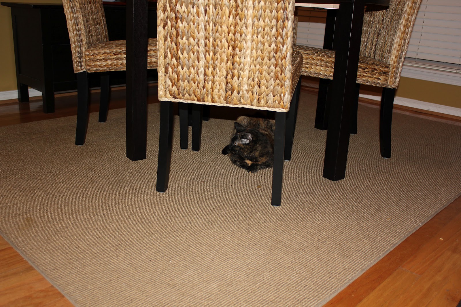 The Adventures of Joe and Britt Cat play date