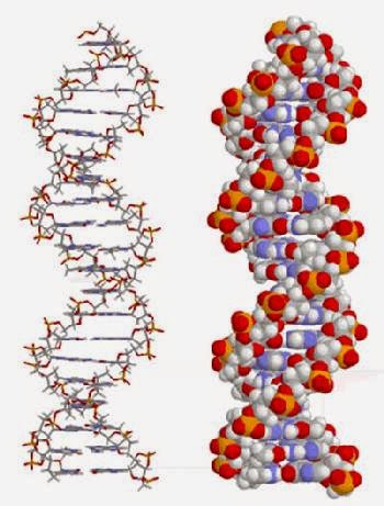 DNA, The Design Code That God Created In All Of Our Cells