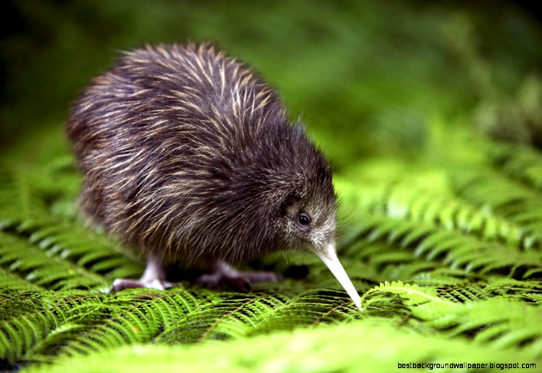 Little Spotted Kiwi Birds