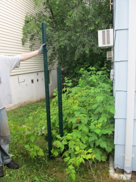 Ecofrugal Living: How to build a raspberry trellis (with some thoughts ...