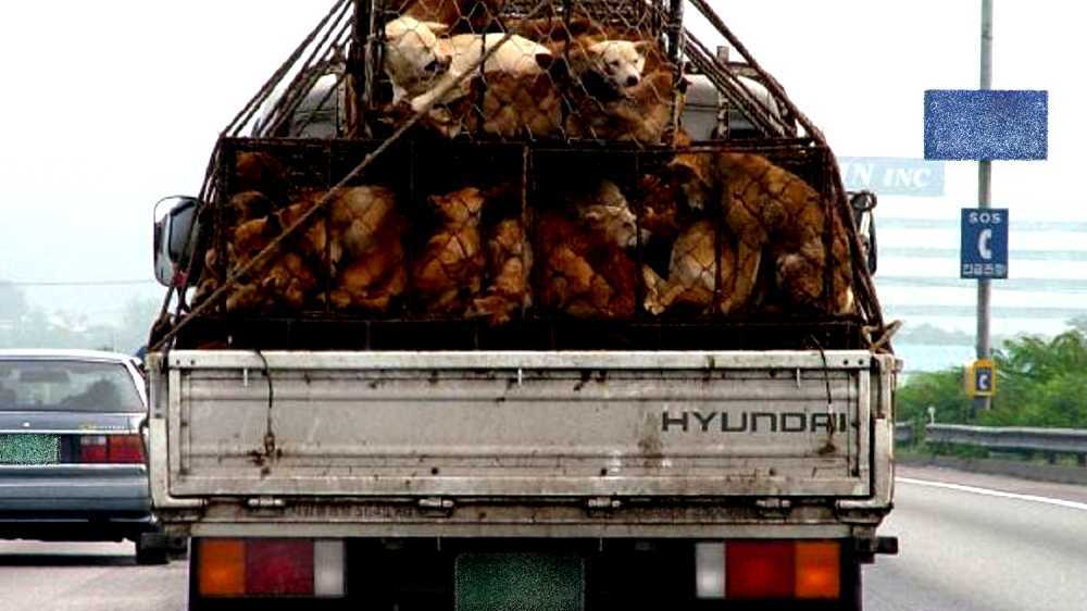 Dog meat consumption in South Korea