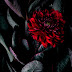 Red Flower Wallpaper For Iphone