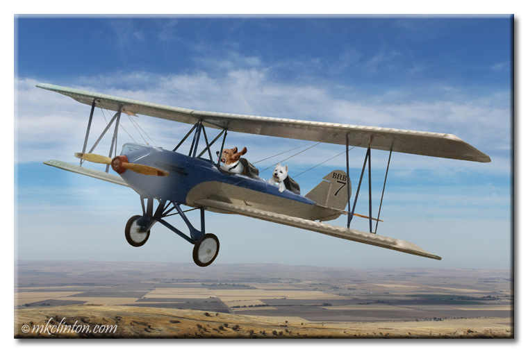 Basset Hound and Westie flying airplane