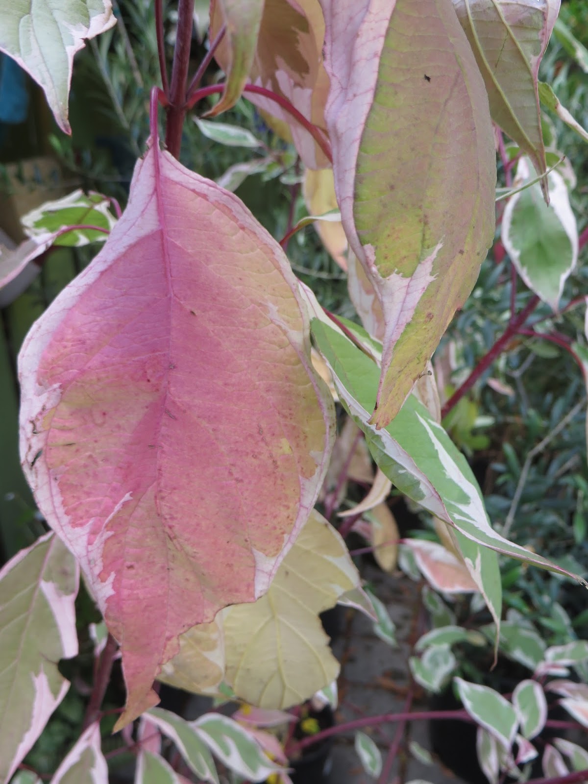 Cornus Alba Elegantissima Blossom Zine Blog