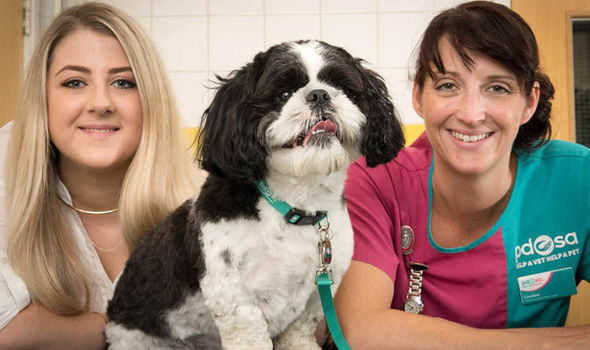 Atestado Veterinário para ausência no trabalho