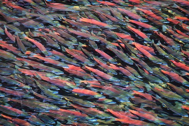 TUANA YAĞMURU ONLAR MI DAHA TEHLİKELİ, YOKSA BİZ Mİ?