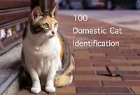 Domestic Cat Identification