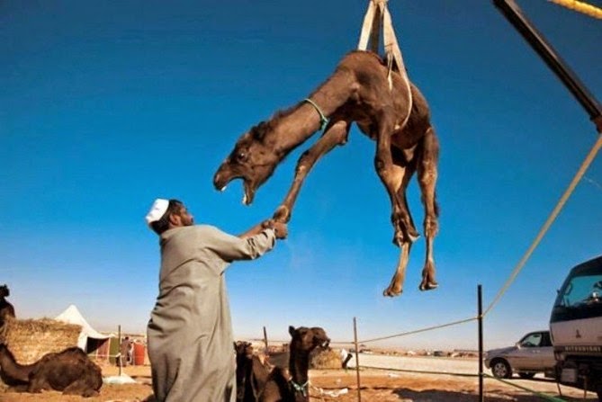 camello volador