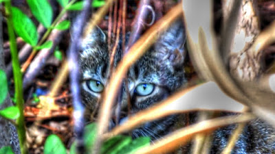 Feral Jungle Cat