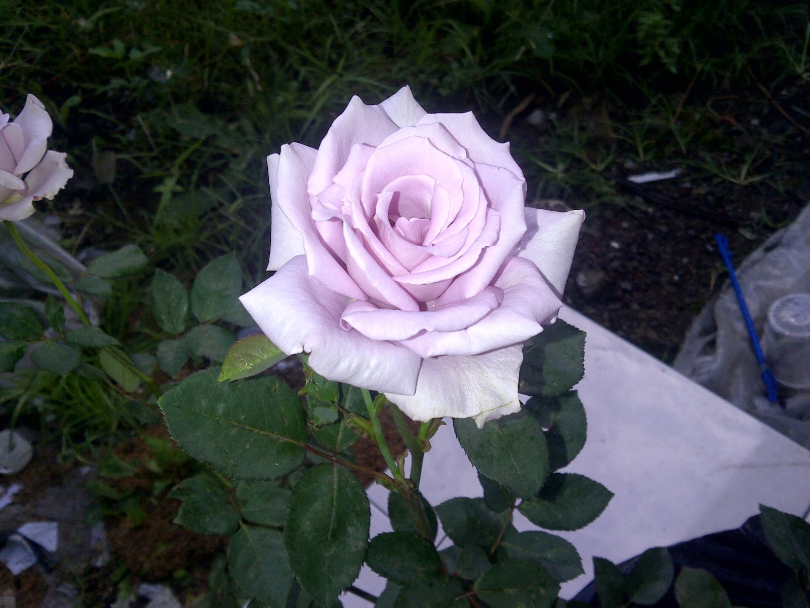  Bunga  Warna warni Bunga  Mawar  Pink Unggu Putih  yang MeraH  