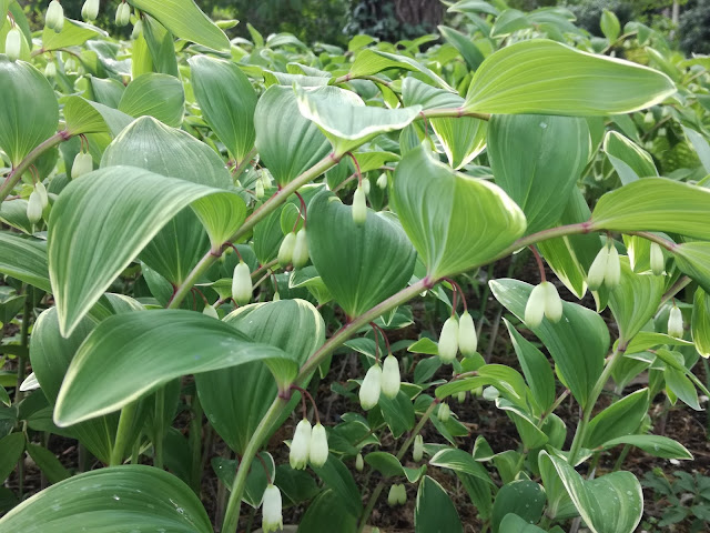 kokoryczka wielkokwiatowa Variegata polygonatum Variegatum