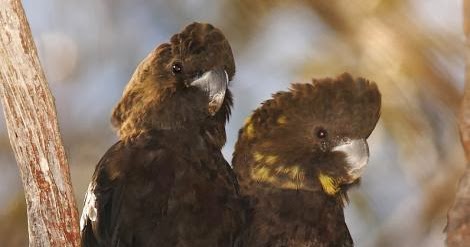 Tierra de papagayos, loros, cacatuas, pericos, cotorras y guacamayos