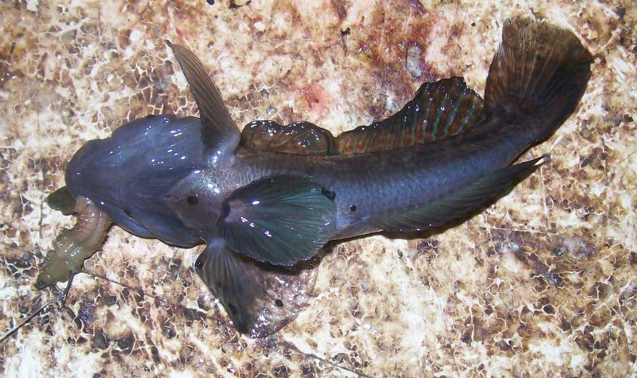 fishyfishy Fish Identification, Gobies.