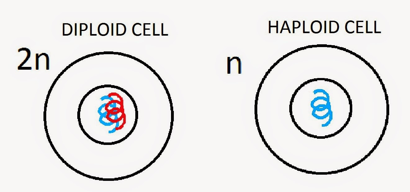  31 Control Of Cell Division Stem Cell Haploid And Diploid Cells Biology Notes For A Level