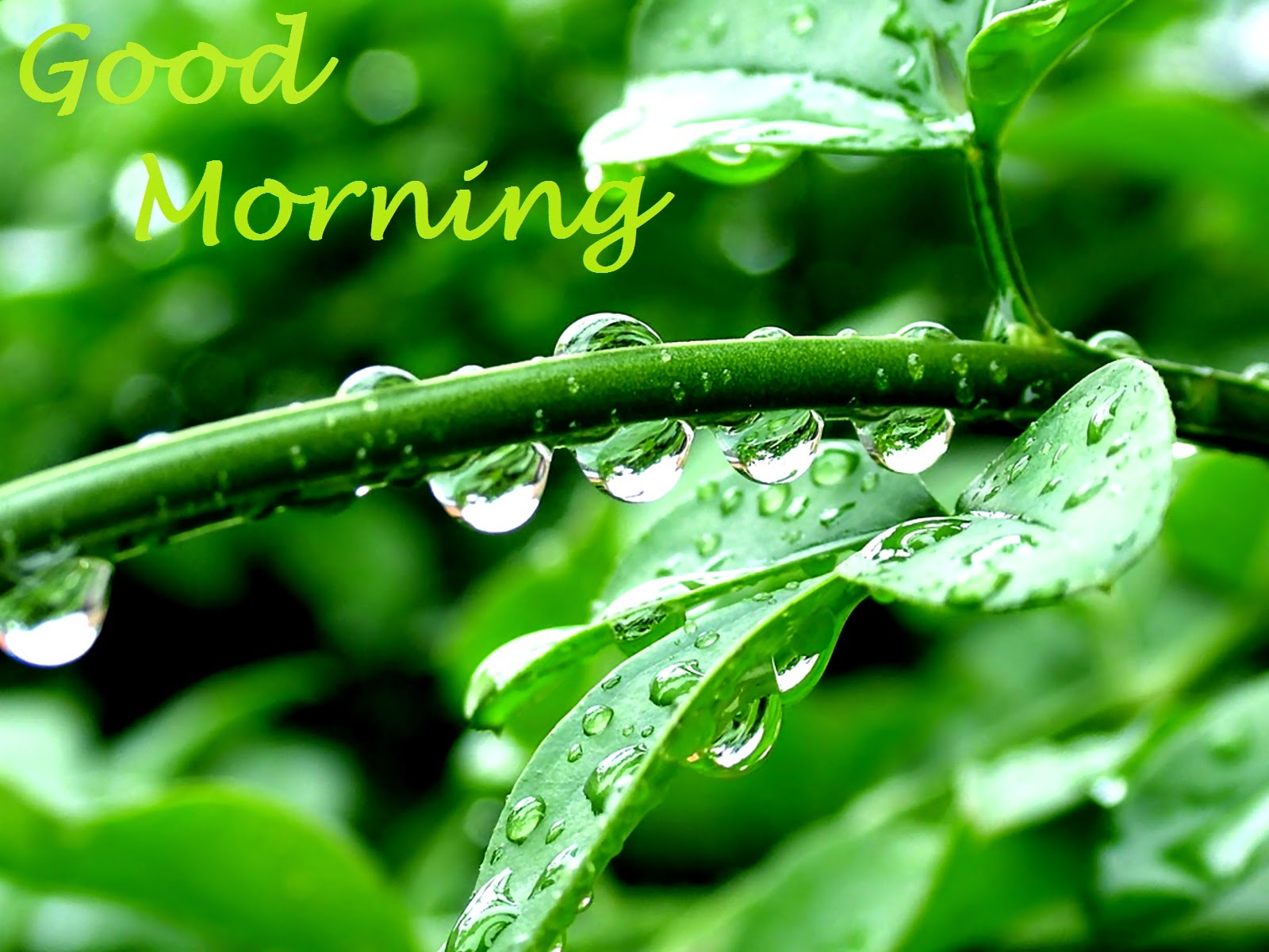 wallpaper-of-Good-morning wallpaper-of-Good-morning