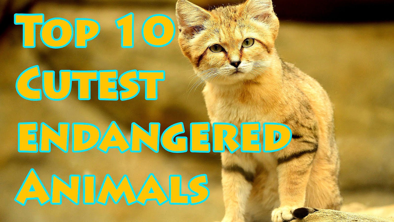 Top 10 Endangered Species In The World Danger Choices