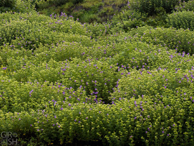 Topli Karvi at Chalkewadi