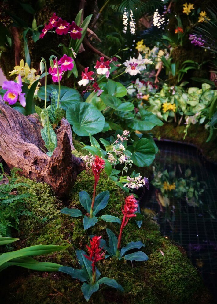 Longwood Gardens 2017 Orchid Extravaganza