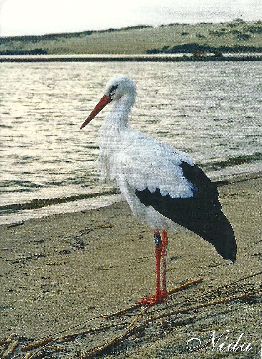 Projek Satu Dunia (One World Project)™: Lithuania - National Bird - White Stork