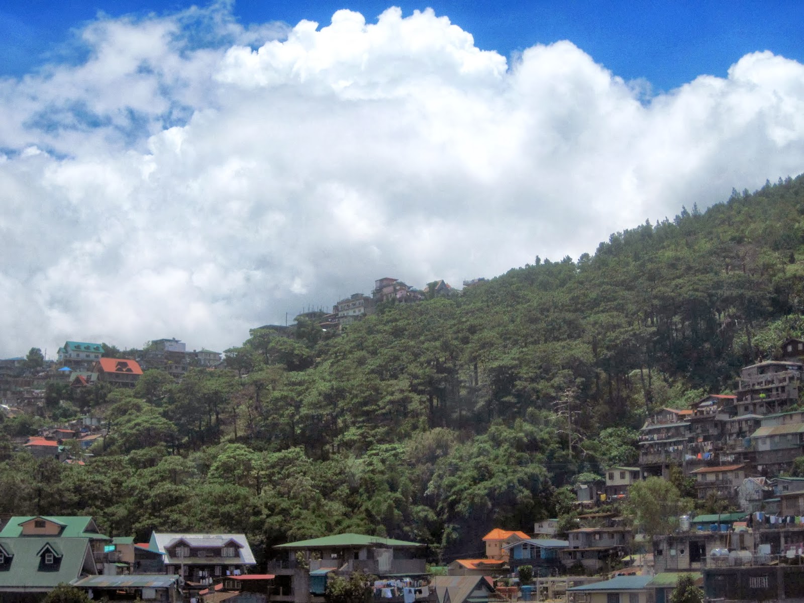 The Last Pine Tree Stand overlooking Dizon Subdivision... Somewhere