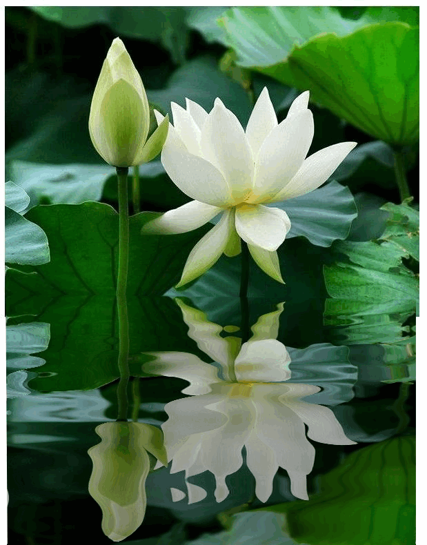 Image result for ảnh động hoa đẹp