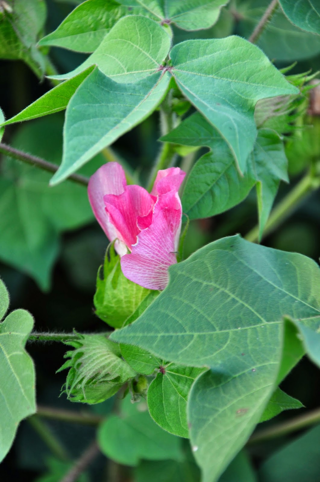 Cotton Blooms